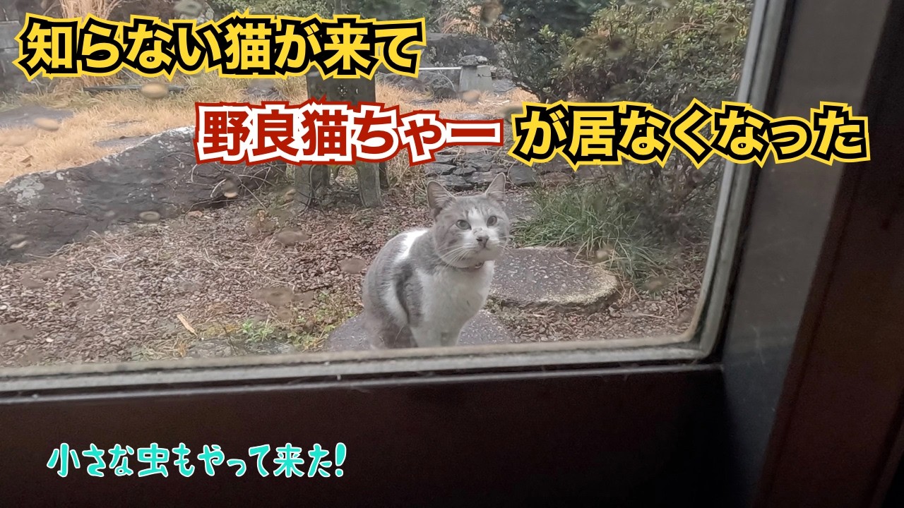 ‼️居なくなった野良猫ちゃー‼️　小さな虫😊　のんびり日記😊