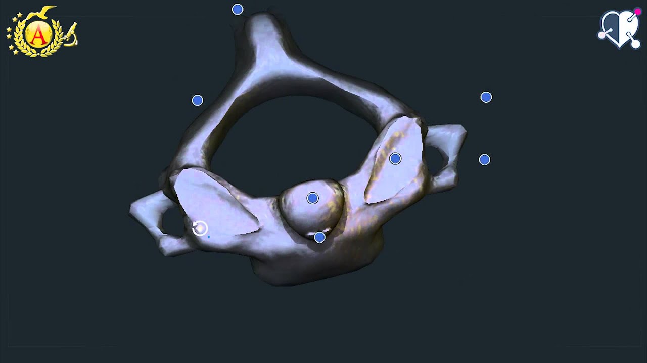 Vertebre