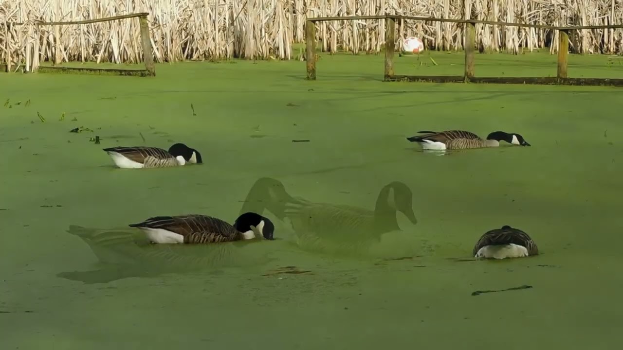 Canada Geese