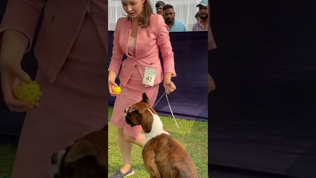Boxer Dog Practice Before Show Ring. #dogshow #dogshow2022 #boxerdog #shorts #champion #challenge
