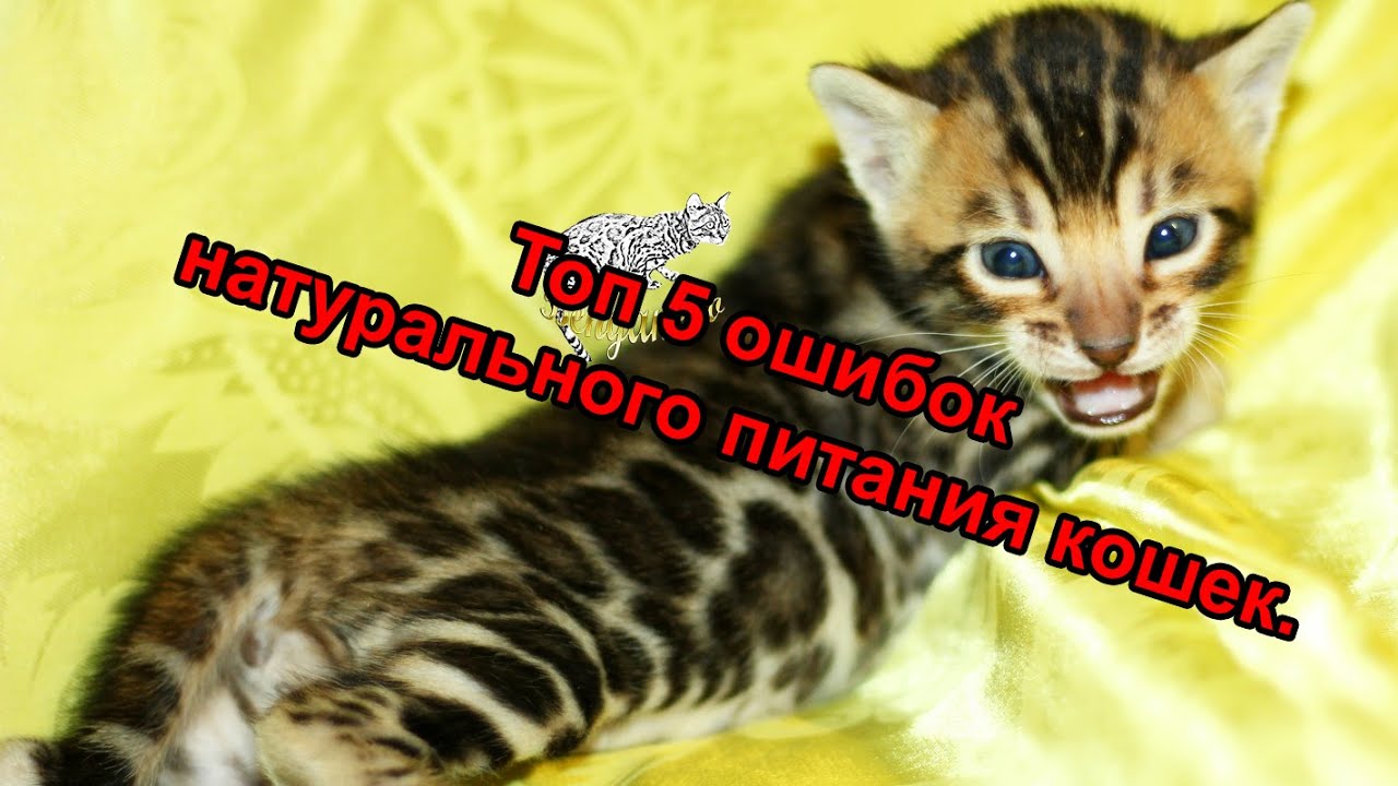 Топ 5 ошибок при кормлении кошки натуральным питанием.