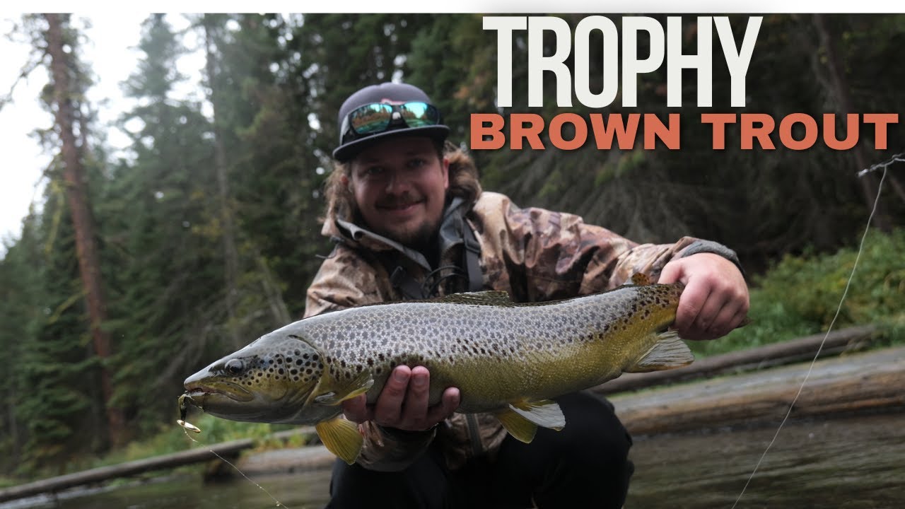 INSANE Trophy Brown Trout Strikes!! FOUND Biggest Brown Trout of my LIFE