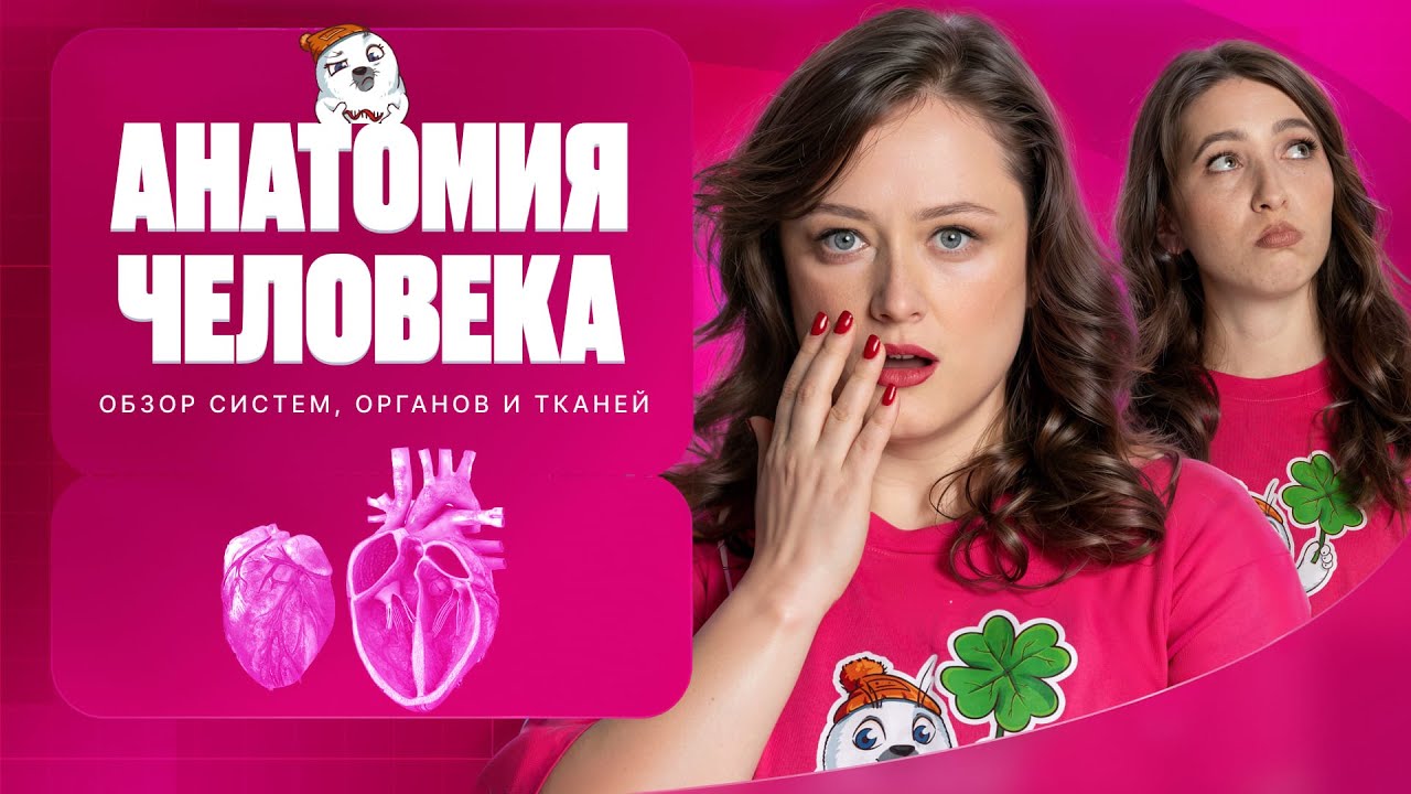 6. Анатомия человека. Обзор систем органов и тканей | Полугодовик | ЕГЭ-2026 по биологии