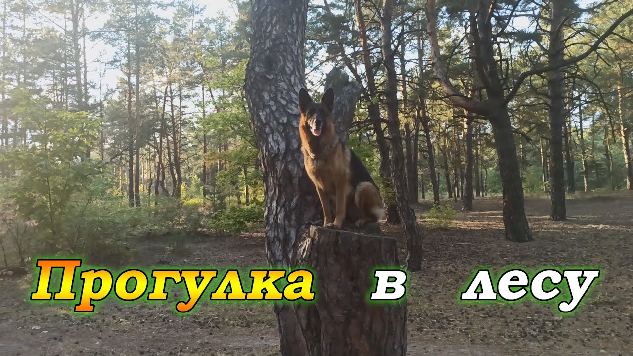 Обещанная прогулка в лесу с немецкой овчаркой Ремой | Прогулка с собакой