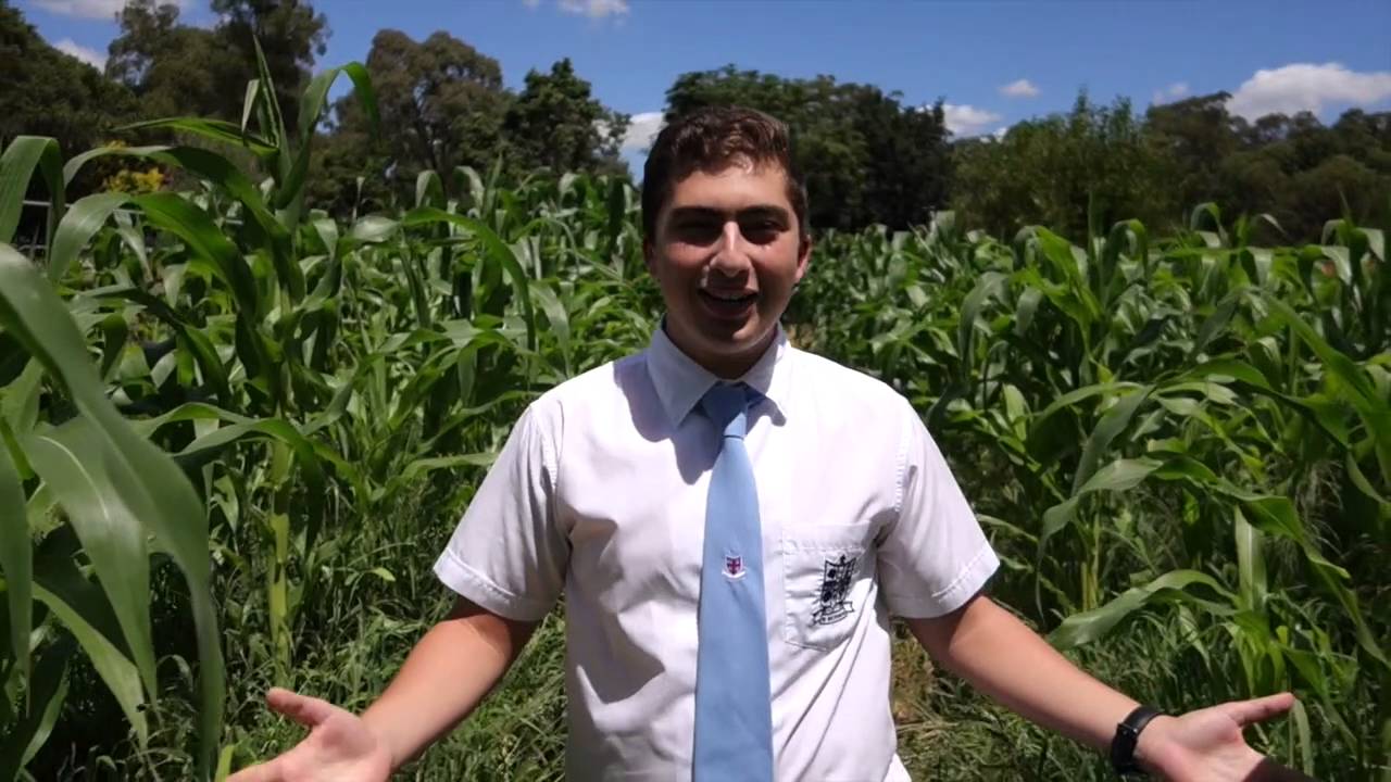 PHHS Valentine's Day Video 2016