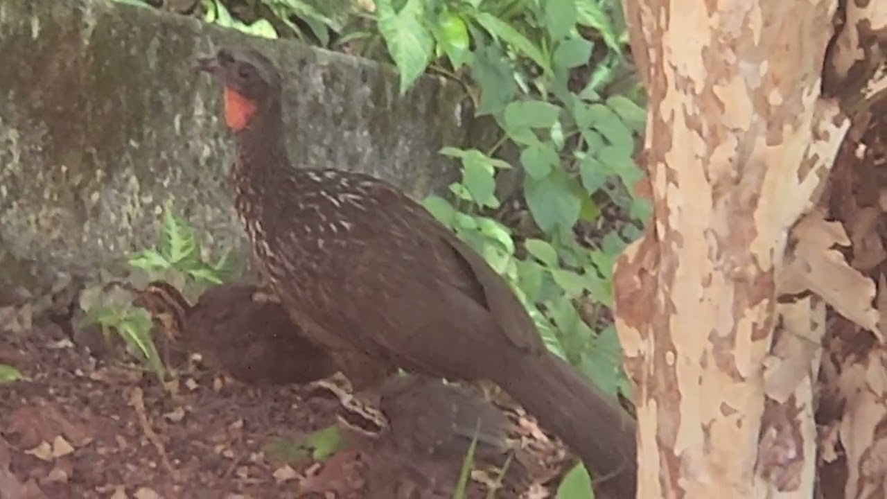 Preservação tem efeitos - Jacu na cidade 