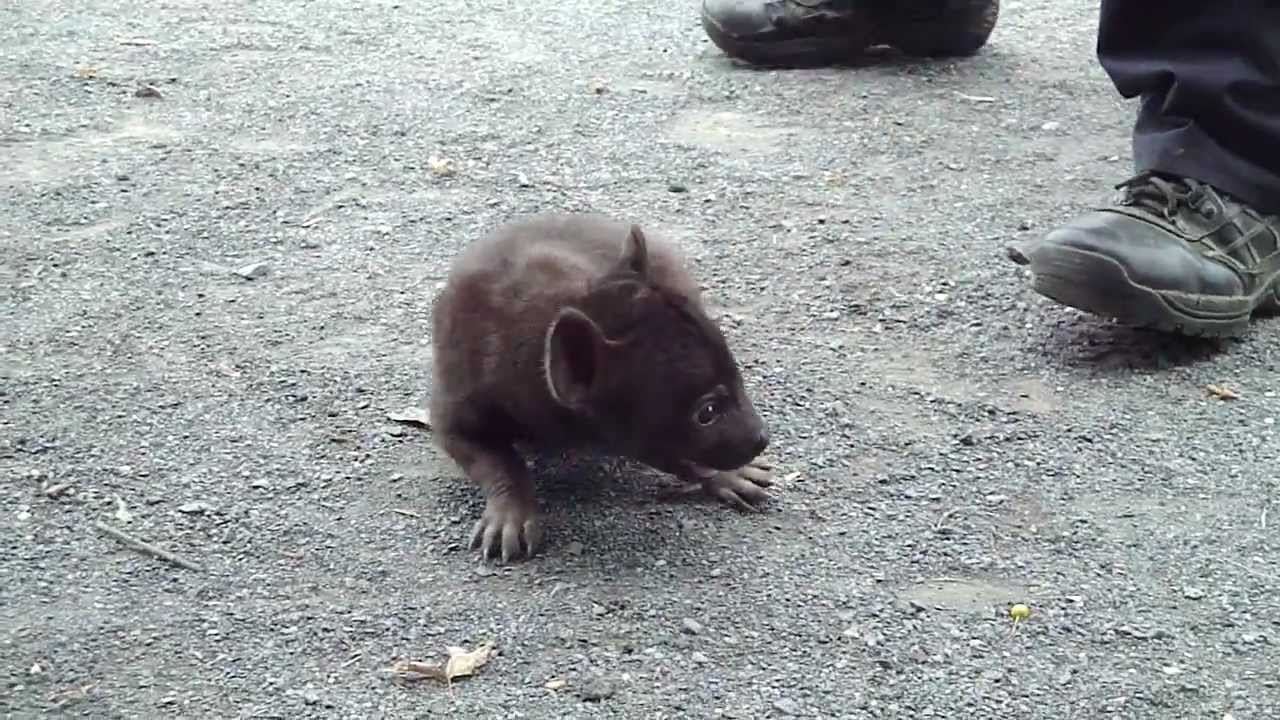 Baby Hyenas