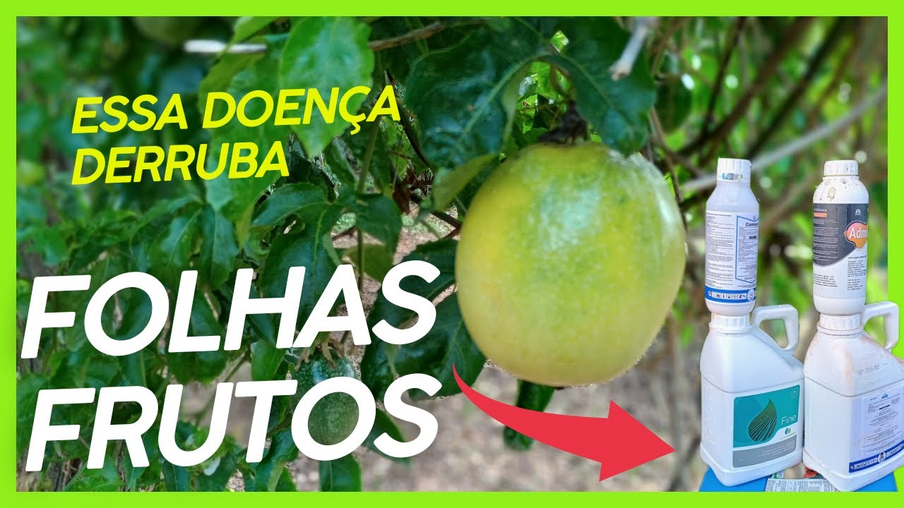[BACTERIOSE] Como controlar doenças do Maracujá parte 01