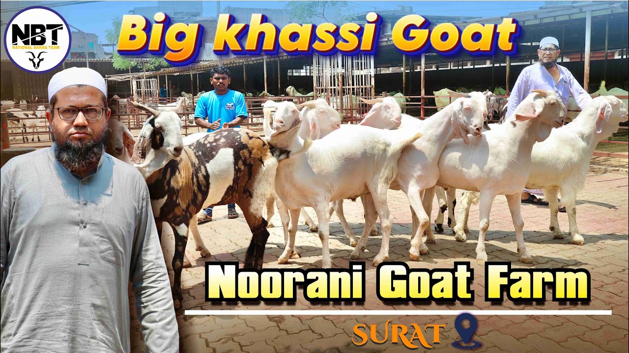 Big Khassi Goat Biggest Goat farm In Surat Noorani Goat Farm