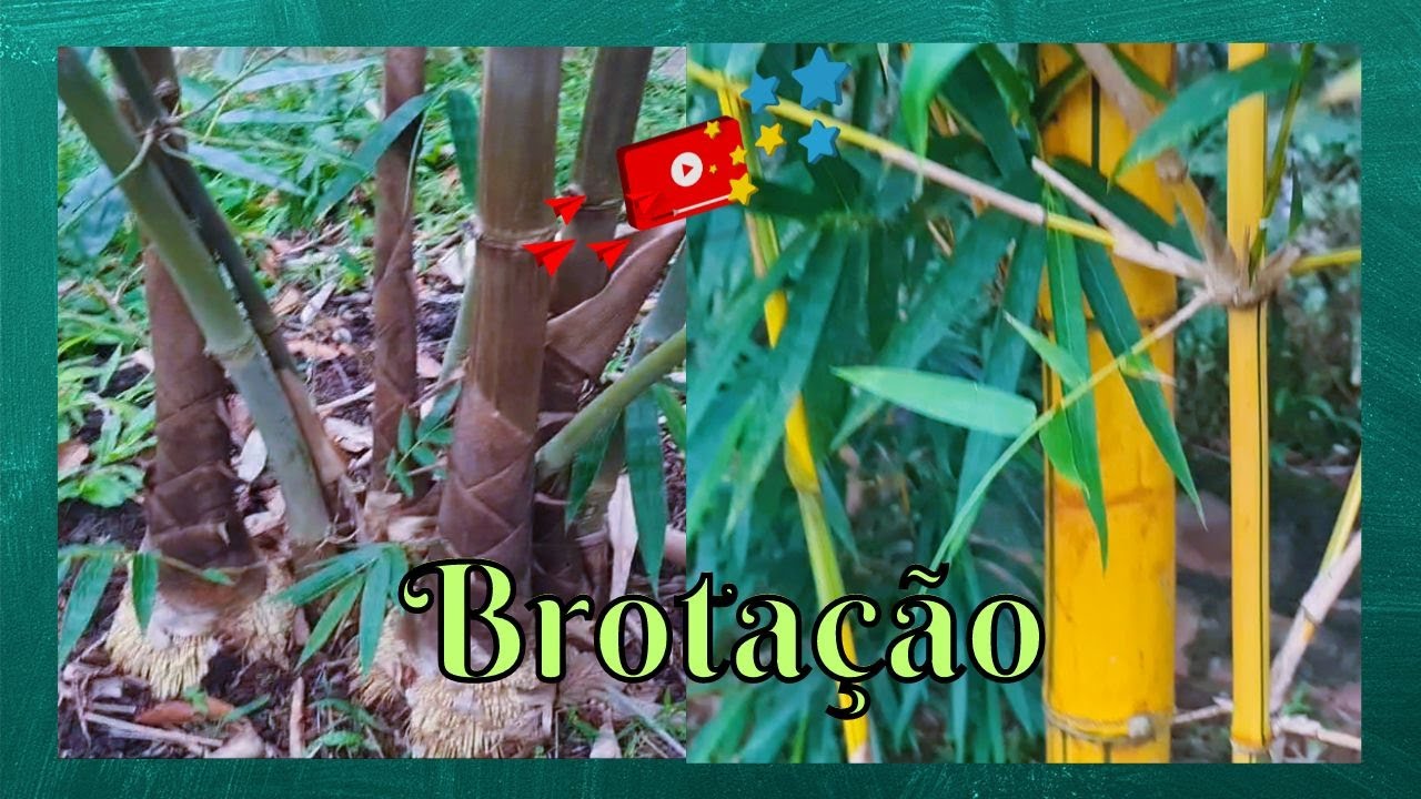 Brotação dos bambus parte 2 - YouTube