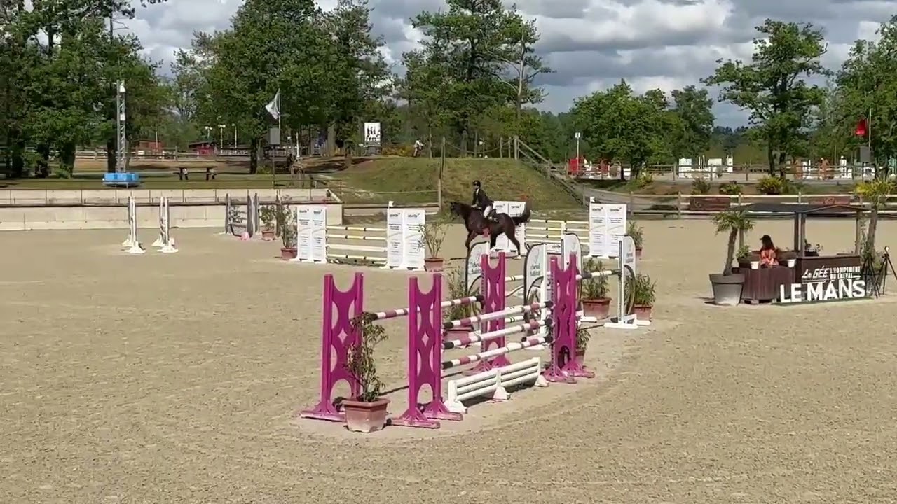 Bumblebee - gelding 7 yo - 2026