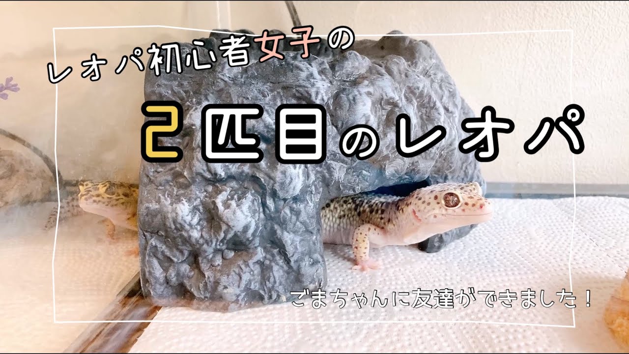 レオパ初心者女子の2匹目レオパ
