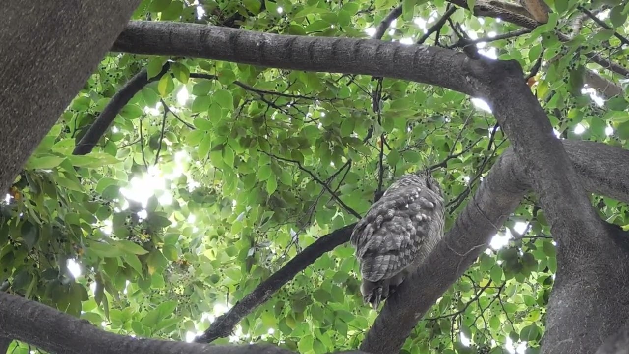 A Season Completed 🦉 Mother Owl After Raising Her Young