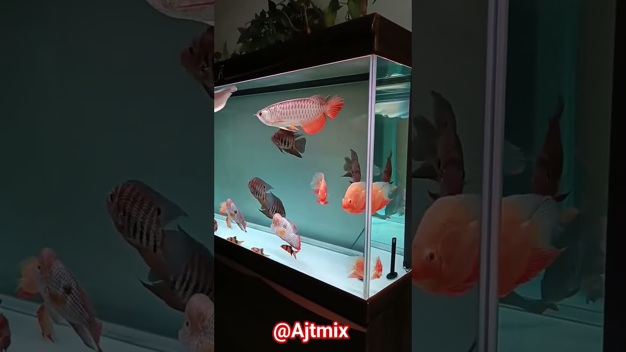 Luxury Aquarium Setup 🐠 | Arowana, Flowerhorn & Discus Fish Collection | Home Aquarium 
