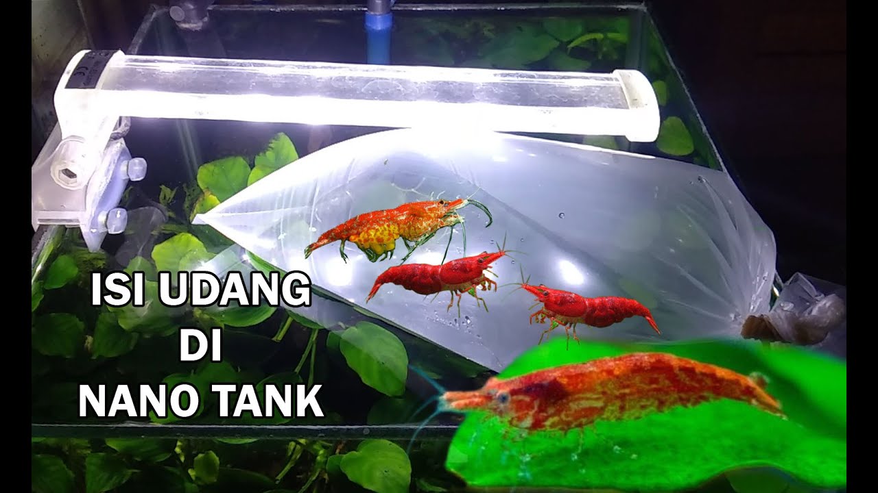 Aquascape Nano Tank diisi Udang RCS
