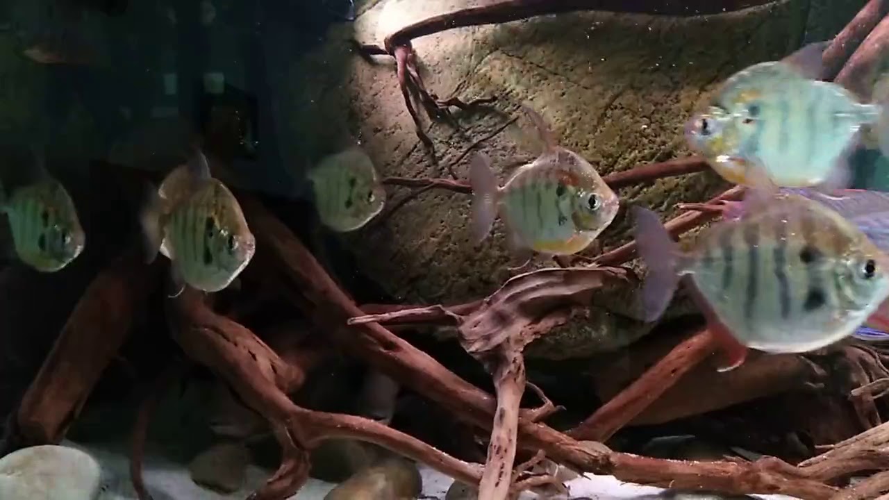 Metynnis fasciatus
