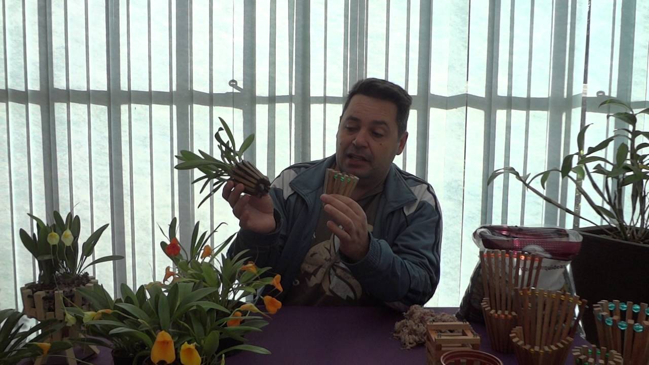 Como Cultivar Orquídea Masdevallia - www.orquidario4e.com.br