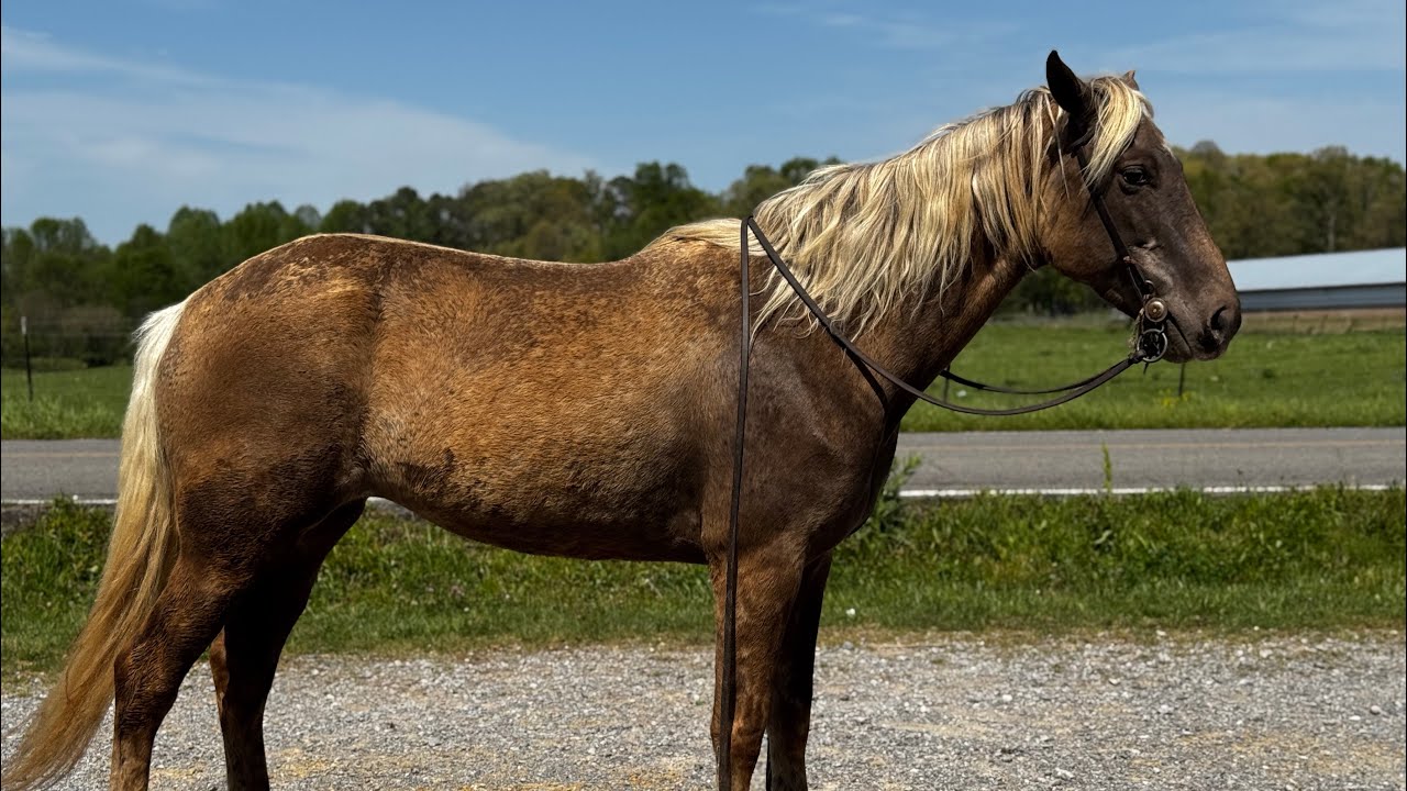 TSP LOT# 2054 - Rocky MTN - Mare - 7 YO - 15.3 H - $4500