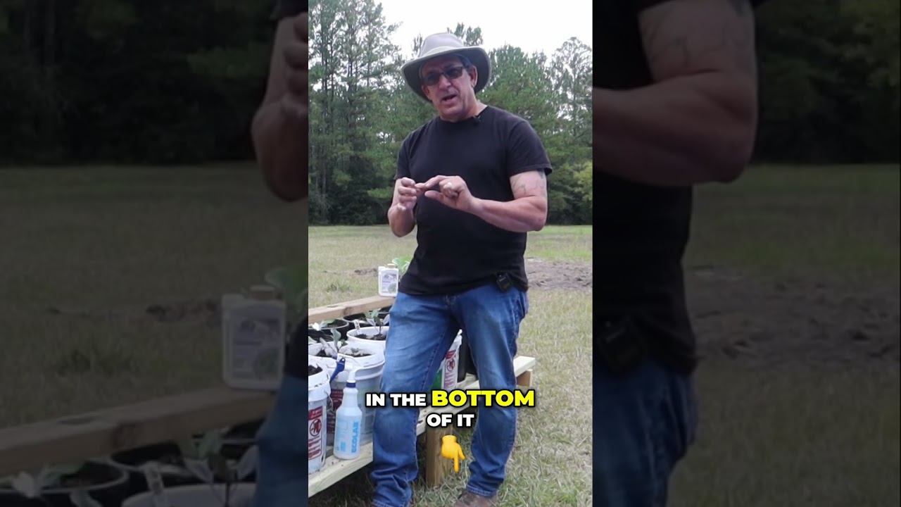 4 эффективных метода избавления от слизней и улиток