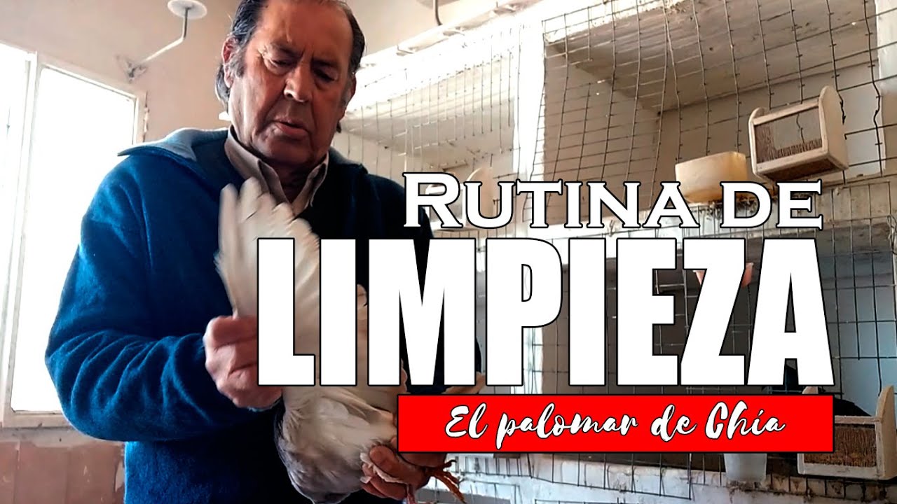 Limpiando mi Palomar: Una Rutina de Cuidado y Amor 🧹 #palomos #palomar #craidordepalomos