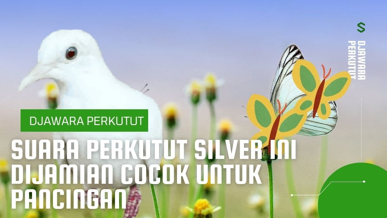 Suara Perkutut Silver INI DIJAMIAN Cocok UNTUK PANCINGAN