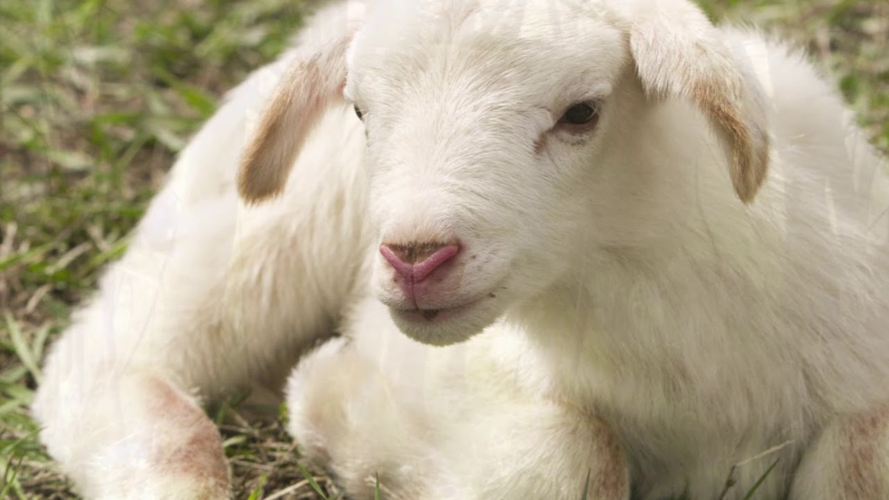 Neunundneunzig Schafe - Orchester und Trompete --  NAK - NAC Jugendtag 1981 in Offenburg