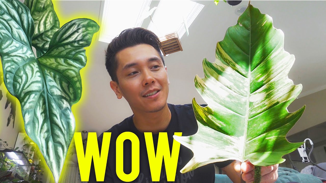 Unboxing, Shopping For Dream Plants and an Orchid Mantis