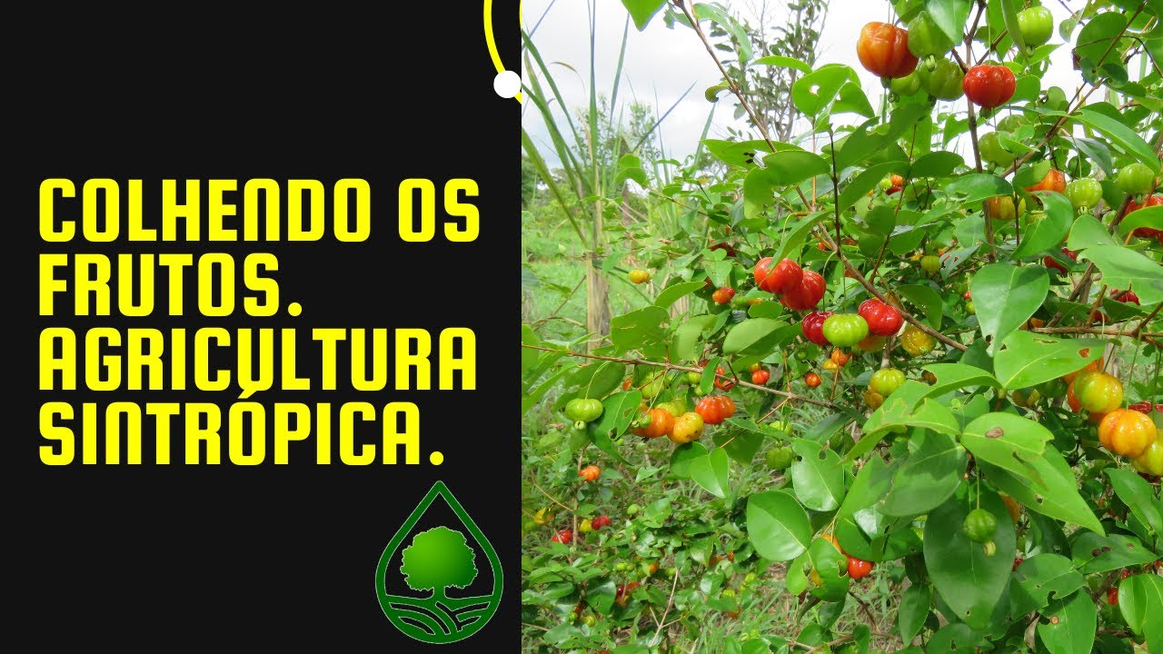 Colhendo os frutos. Agricultura sintrópica.