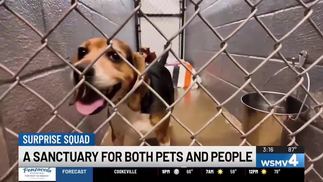 WSMV4 Surprise Squad visits &lsquo;New Leash on Life&rsquo; - a sanctuary for both pets and people