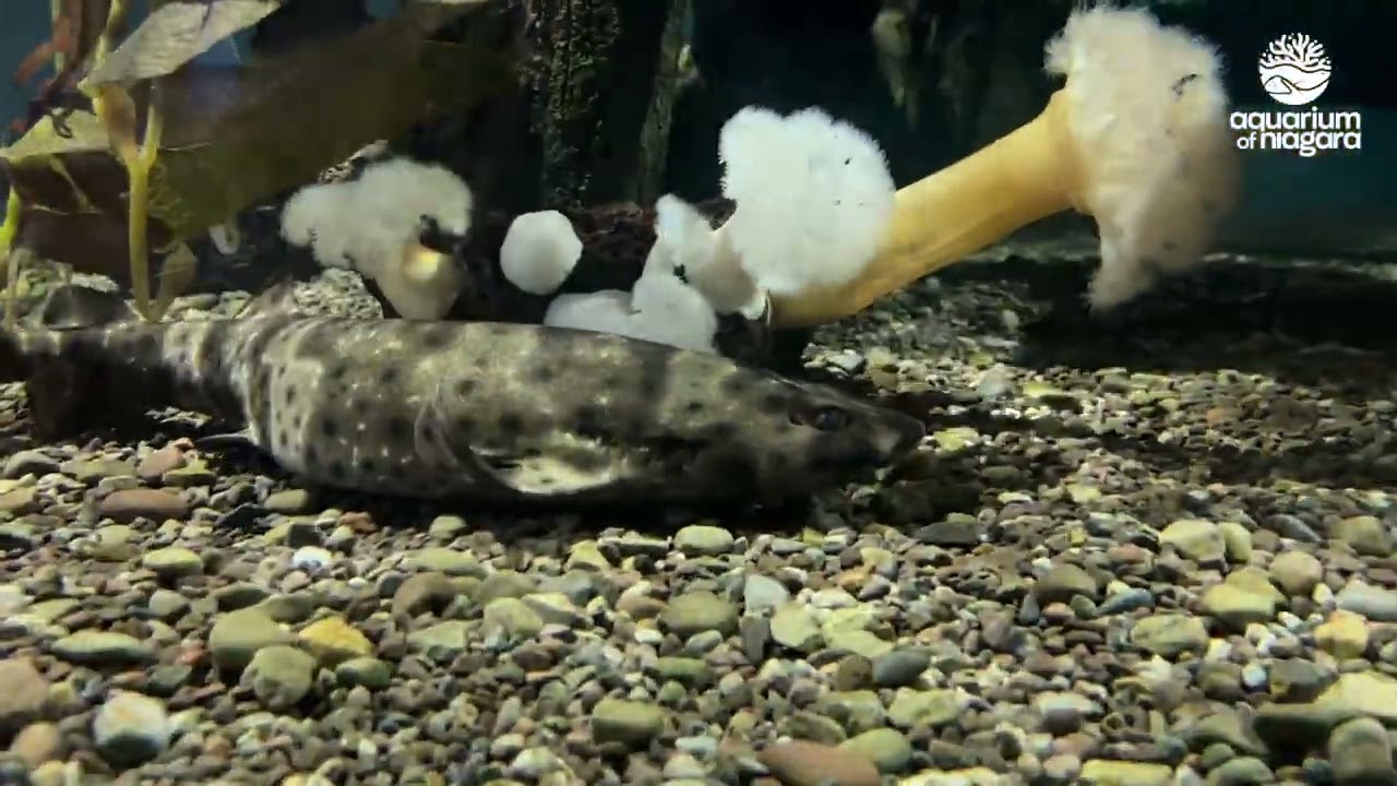 Sharks at a Slumber Party? Meet Our Swell and Pyjama Sharks!