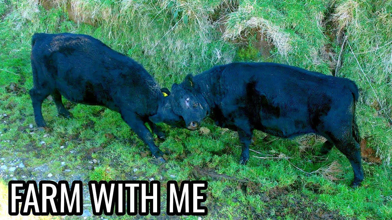 Bulls Won't Stop Fighting