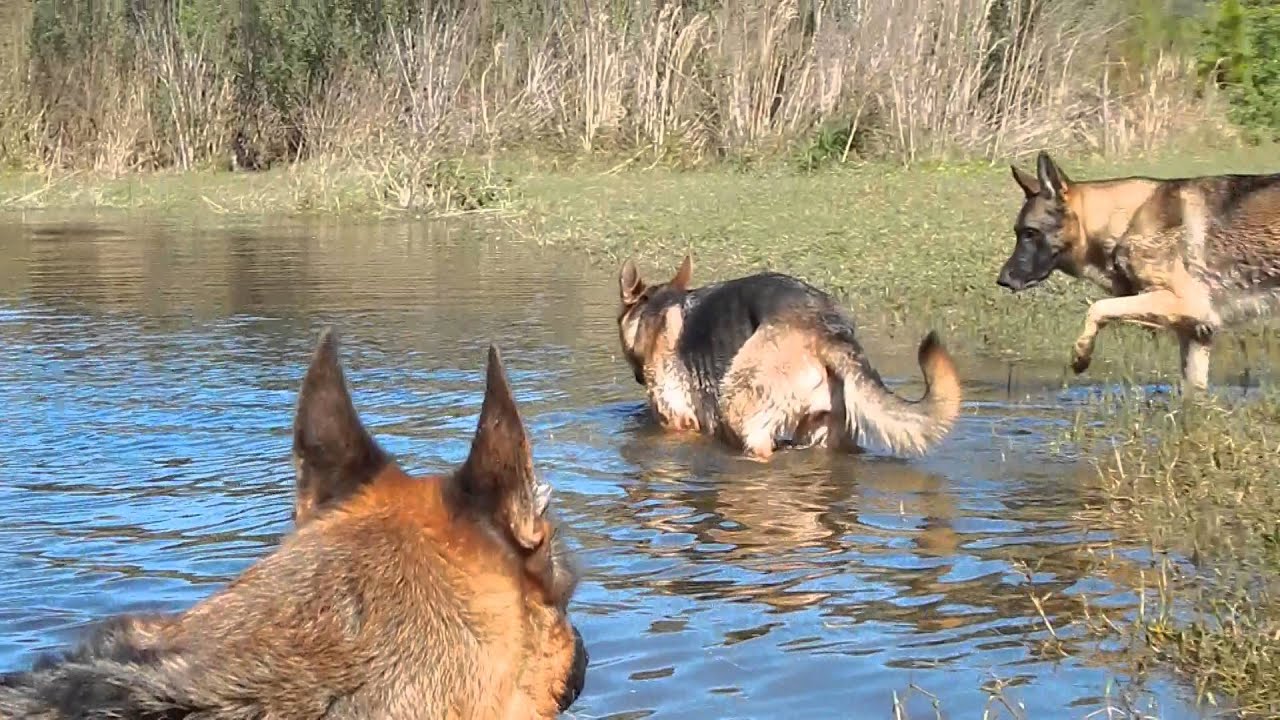 Big Red  German Shepherd Pack