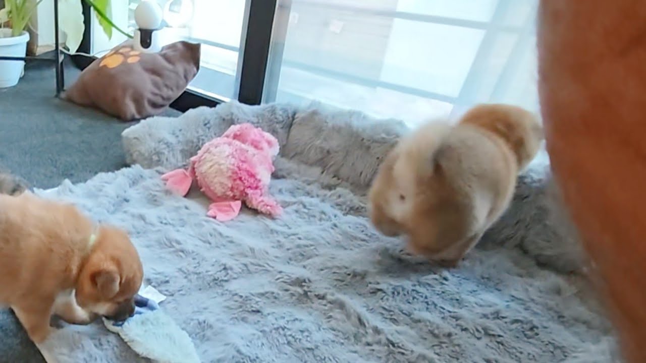 И она направилась прямо к окну...