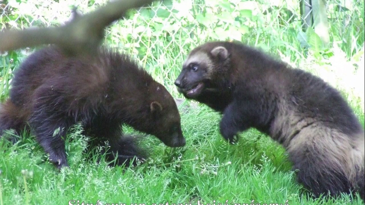Réserve Zoologique de Calviac en Périgord
