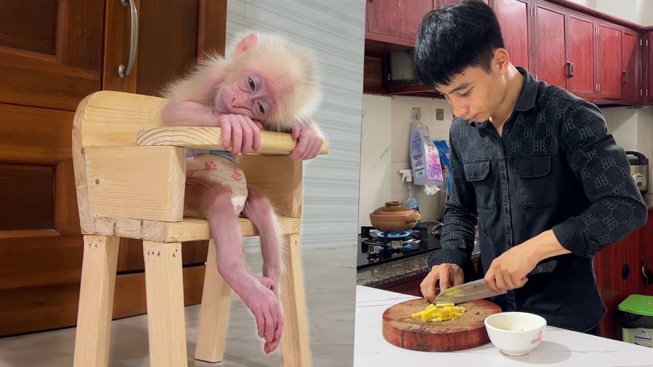 So cute! Baby monkey Zika fell asleep while I was cooking him breakfast!