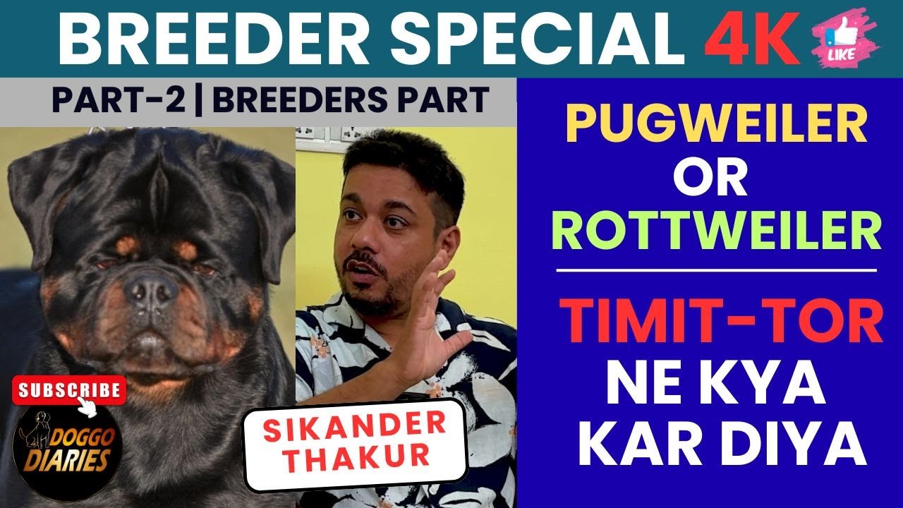 Timit Tor bloodline ne Kya Haal Kar Diya? | Pugweiler or Rottweiler ?| Sikander Thakur|Doggo Diaries