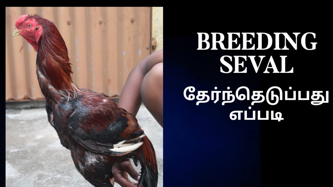 BREEDING SEVAL தேர்ந்தெடுக்கும் முறை |  SEVAL A2Z TAMIL