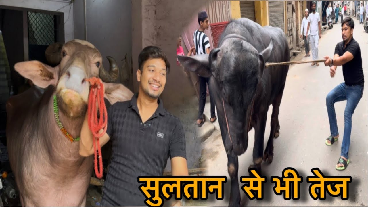 Ye to sultan se bhi zyada garm ho raha hai || @Bull.Rider-Vlogs 