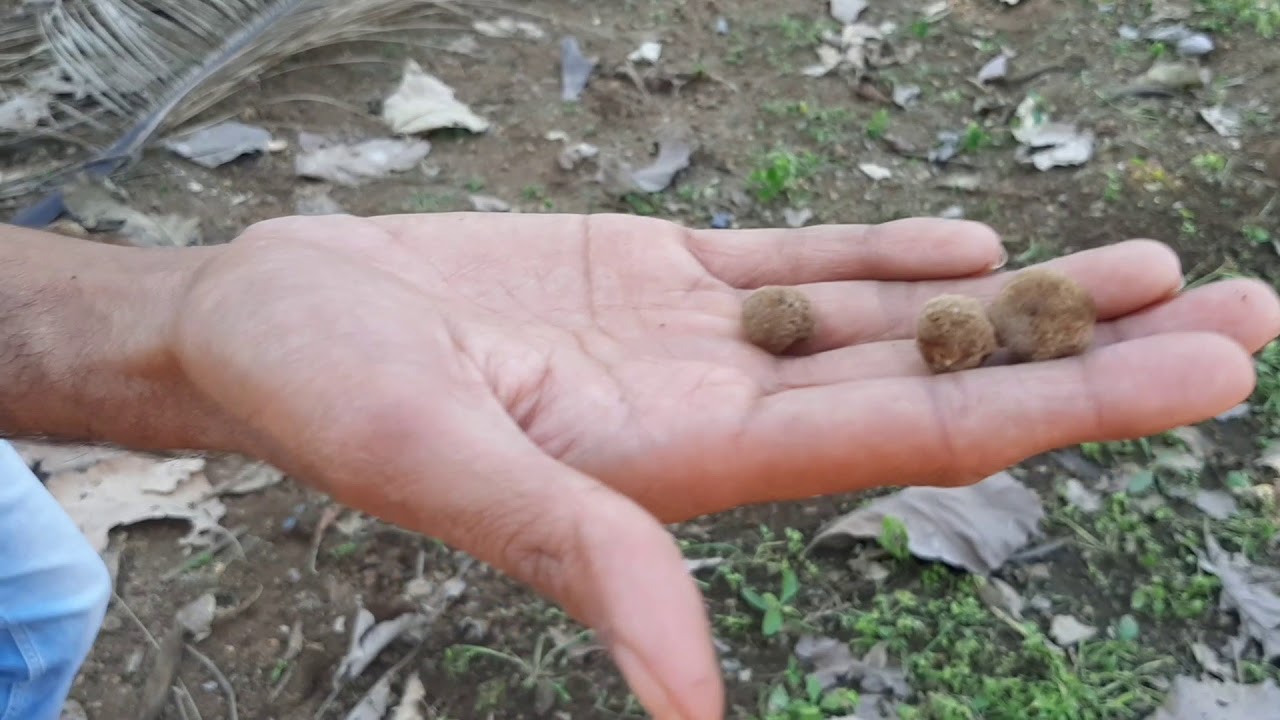 தென்னை மரத்திற்கு இடையில் தேக்கு மர சாகுபடி| சிறு அலசல்|