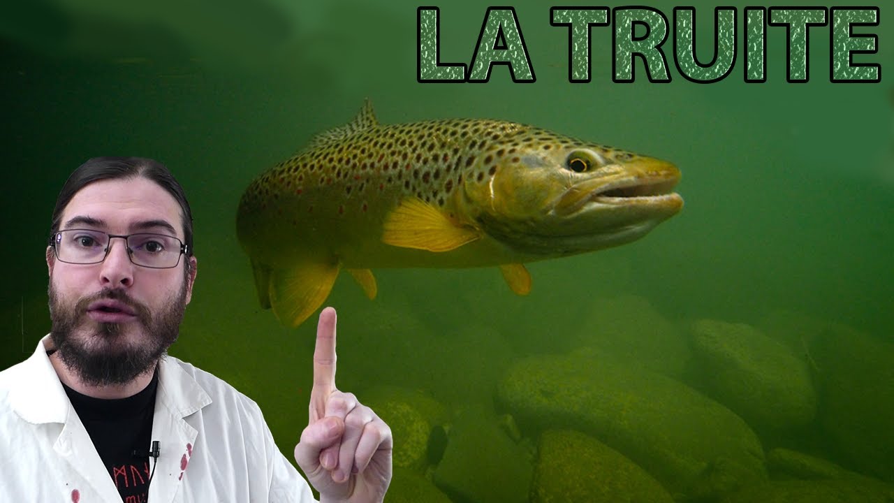 LA TRUITE - LA PÊCHE - LES TECHNIQUES 2020 🔴De A à Z🔴