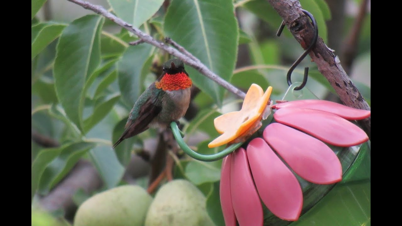 Best hummingbird feeders for your garden!