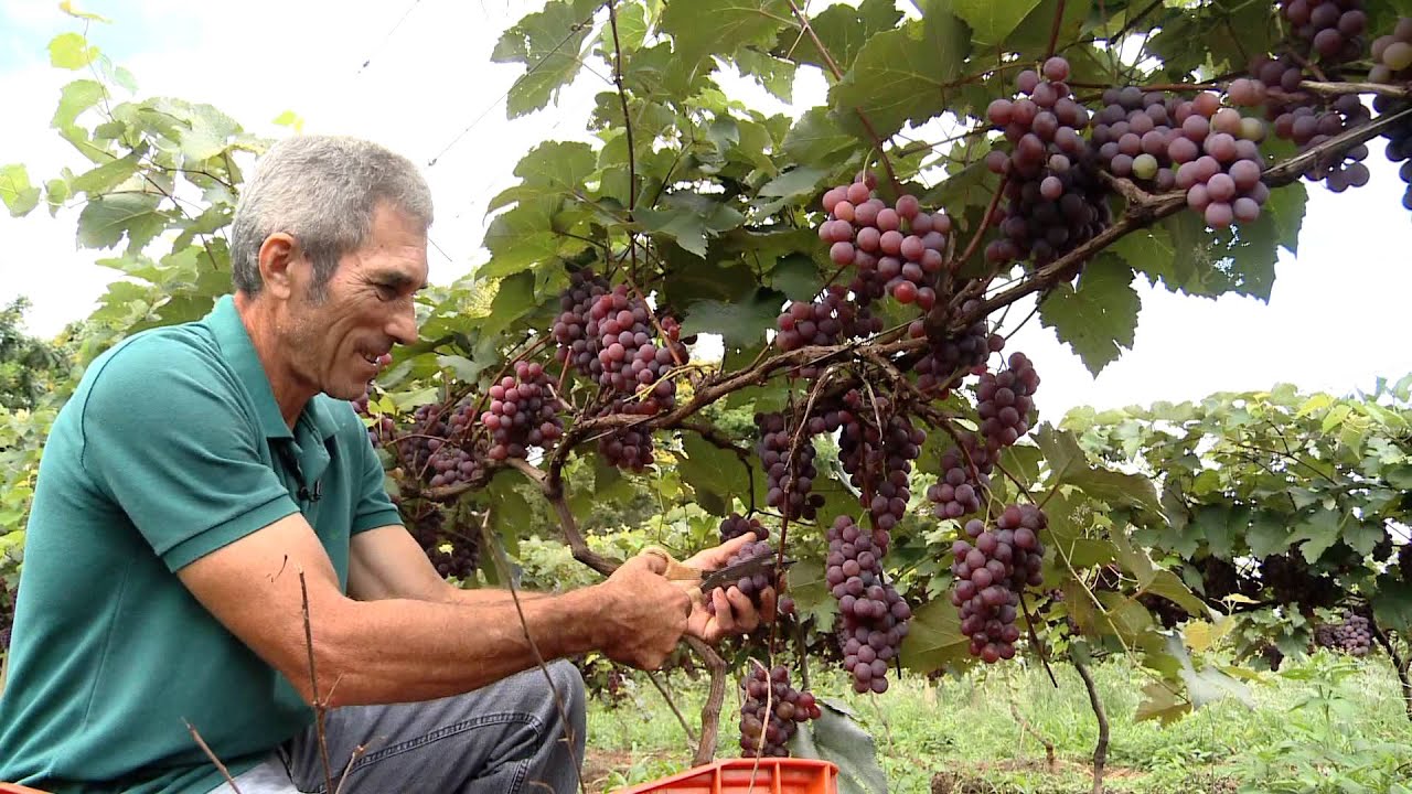 PROPRIEDADE PRODUTIVA - REPÓRTER FÁBIO CANHETE - PROGRAMA CAMINHOS DO OESTE (376)