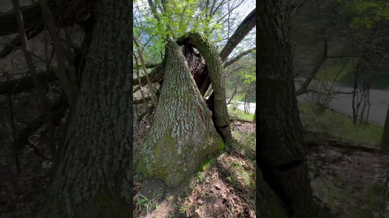 If this tree could tell stories…