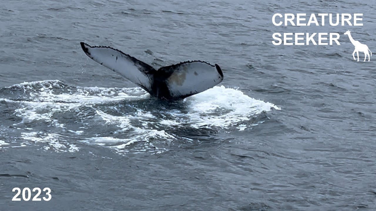 2023 Akureyri Whale Watching