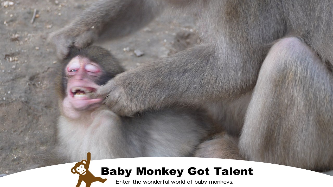 Это родительская любовь? Малыш-обезьянка и мама сражаются во время еды, так мило! / monpai monyet ba