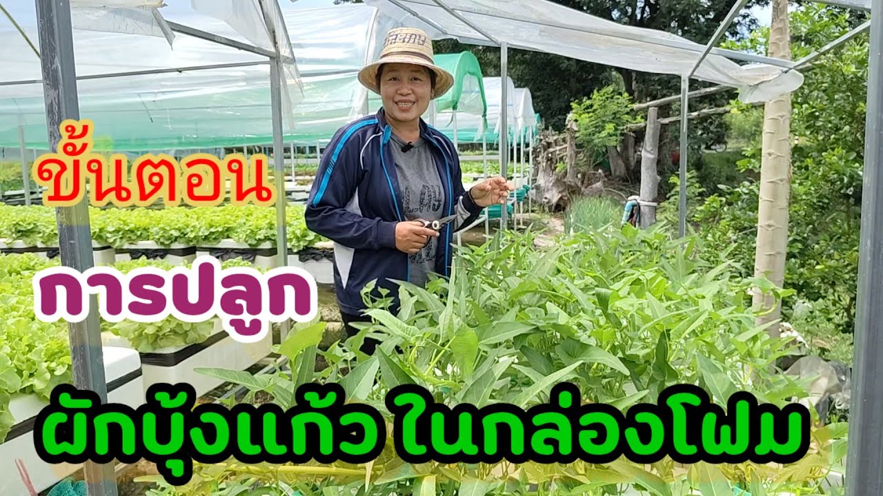 ขั้นตอน การปลูกผักบุ้งแก้วในกล่องโฟม