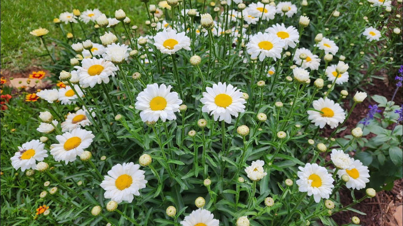 Plant Spotlight: Shasta Daisy. One of the most reliable  perennials in my GA zone 8a garden.