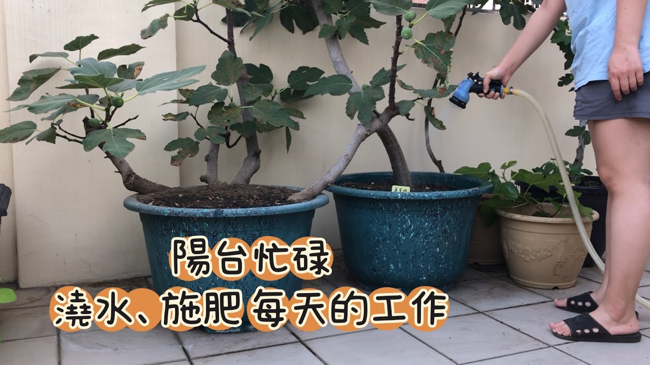 ［新手種植vlog］陽台種植忙碌、每天都為樓上蔬果澆水，整理環境，一個人獨處的時光～