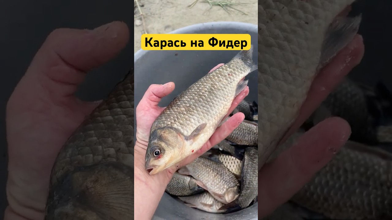 ✅Карась на фидер #карасьнафидер #карась #фидер #фидернаярыбалка #фидернаяловля #рыбалка #рыба