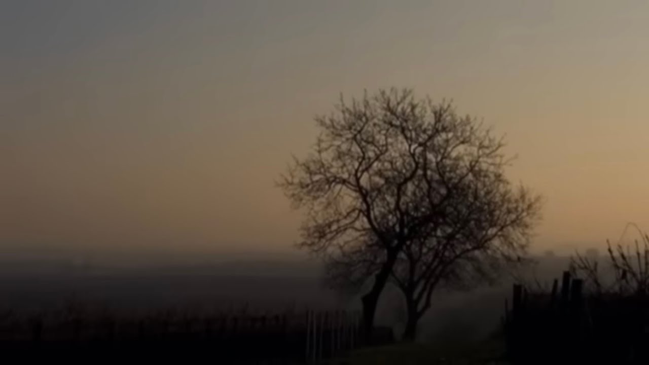 Beethoven: Violin Concerto in D Major Op. 61 - Larghetto